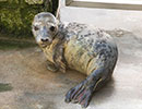 Halley, a rescued grey seal pup from the 2013/14 season