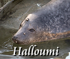 Halloumi