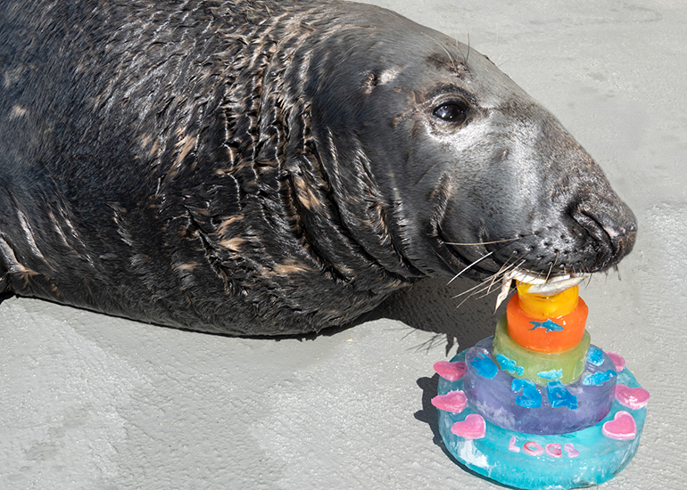 Happy 34th Birthday Logs