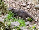 Harris, Asian short-clawed Otter
