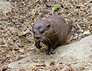 Harris, Asian short-clawed Otter