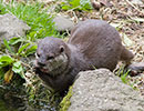 Harris, Asian short-clawed Otter