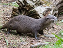 Harris, Asian short-clawed Otter