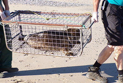 Harry - seal release - 28th June 2018