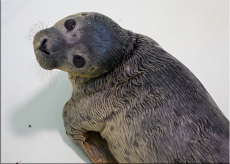 Hector - photo taken on 2nd July 2017