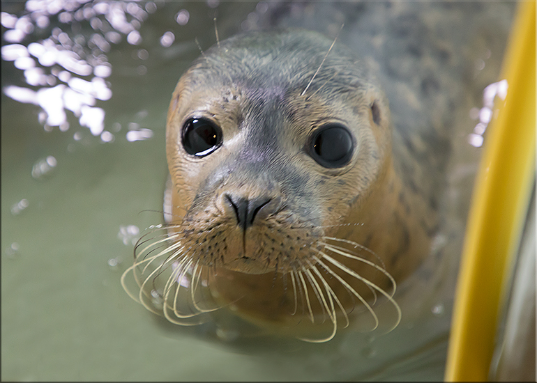 Hector - photo taken on 26th August 2017