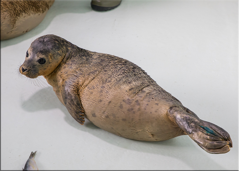 Hector - photo taken on 28th July 2017