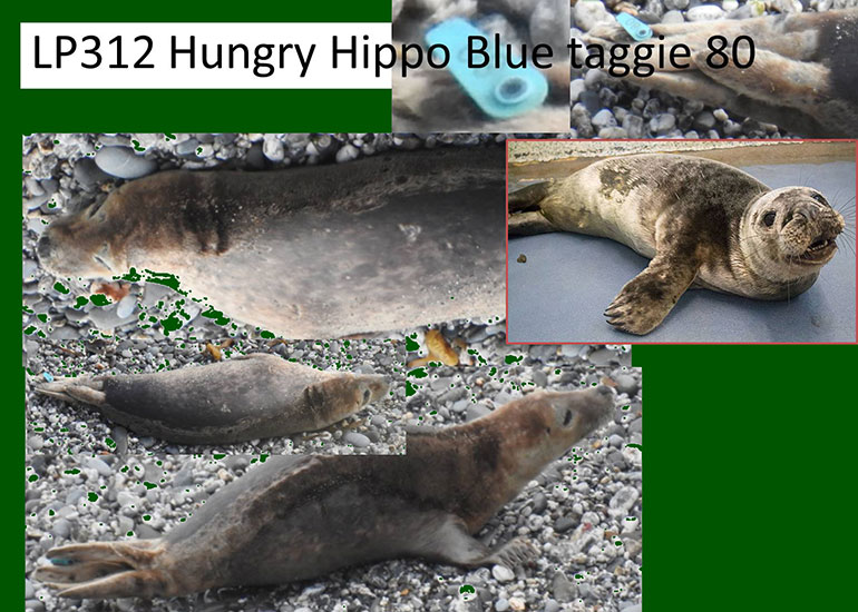 Hungry Hungry Hippo  - photo taken by Sue Sayer on 31st March 2016