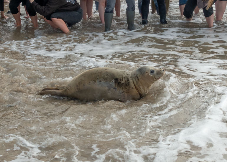 Hope, rescued seal pup