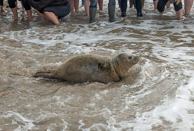 Hope being released back into the wild