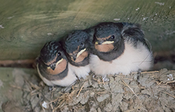 Video of House Martins Chicks