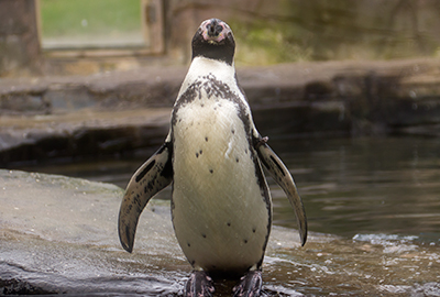 Humboldt Penguin