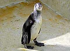 Humboldt penguins