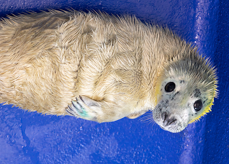 Hungry Caterpillar, rescued seal pup