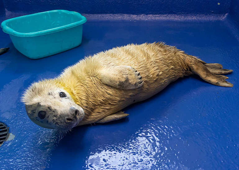 Hungry Caterpillar, rescued seal pup