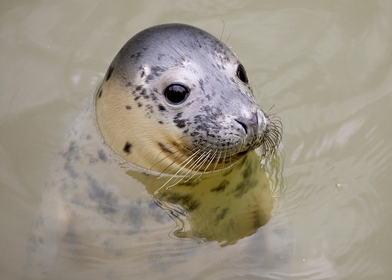 Hungry Caterpillar, rescued seal pup