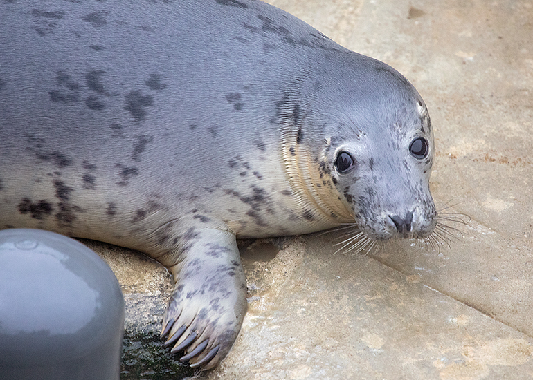Hungry Caterpillar, rescued seal pup