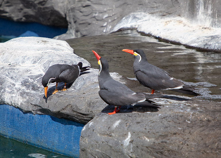Inca Terns