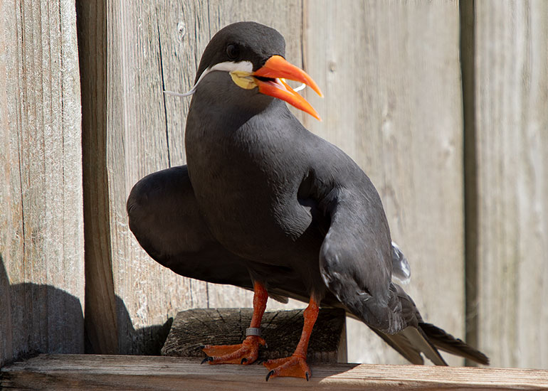 Inca Terns