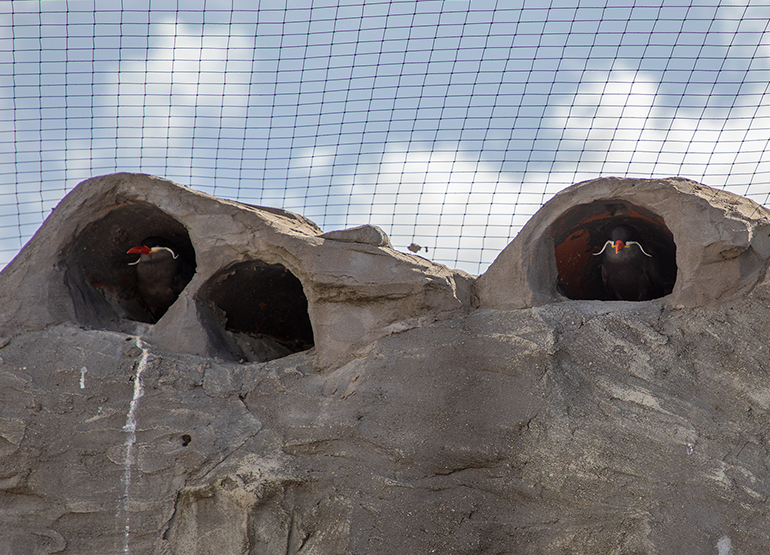 Inca Terns