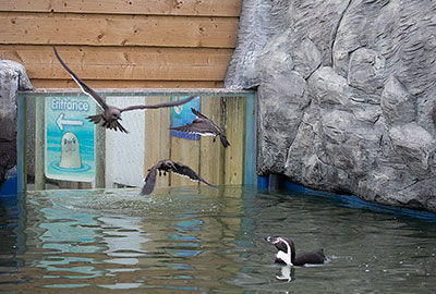 Inca Terns
