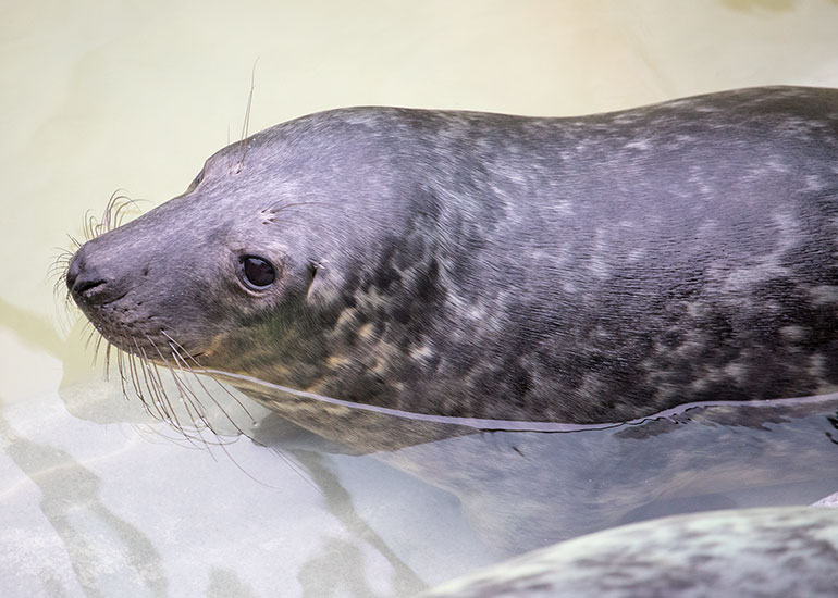 Indiana Jonea, rescued seal pup