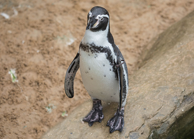 Ivy - Black tag - October 2017