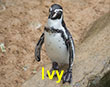 Ivy - Black Tag - Penguin