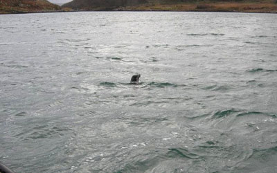 Jake released back into the wild