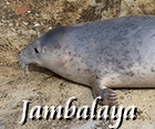 Jambalaya