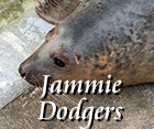 Jammie Dodgers