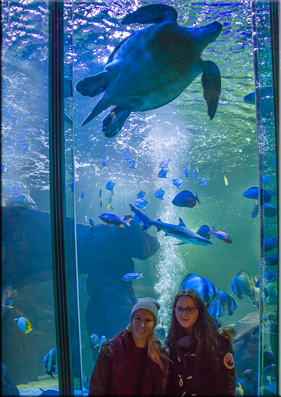 Jessica-Jane Applegate MBE visits the Hunstanton SEA LIFE Sanctuary on 26th November 2016