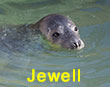 Jewell, a rescued grey seal pup from the 2017/18 season