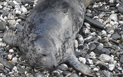 Jewell - photo taken by Sue Sayer of the Cornwall Seal Group Rsearch Trust