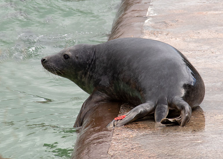 JGM, rescued seal pup