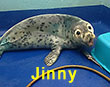 Jinny, a rescued grey seal pup from the 2017/18 season