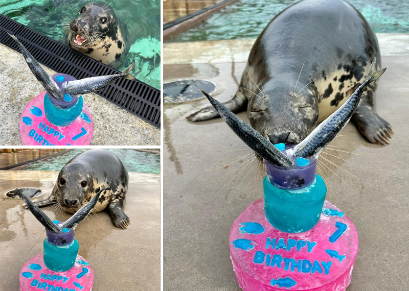 Happy Birthday Jix, 7 years old