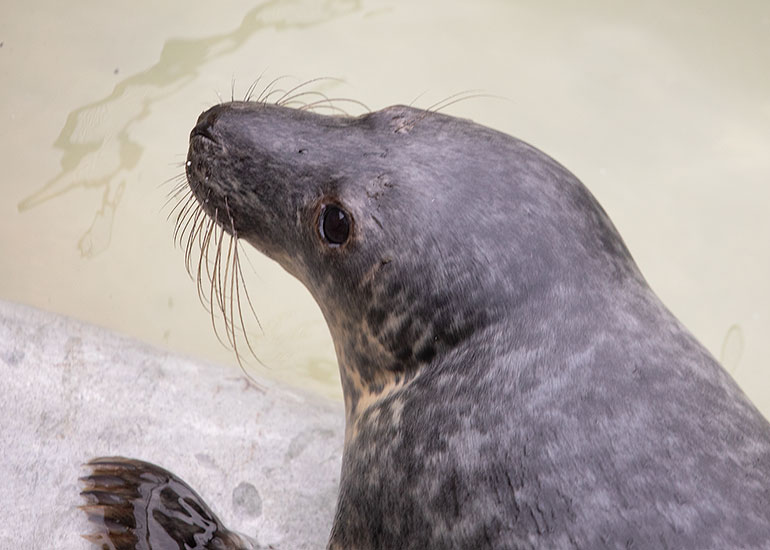 John Deacon, rescued seal pup