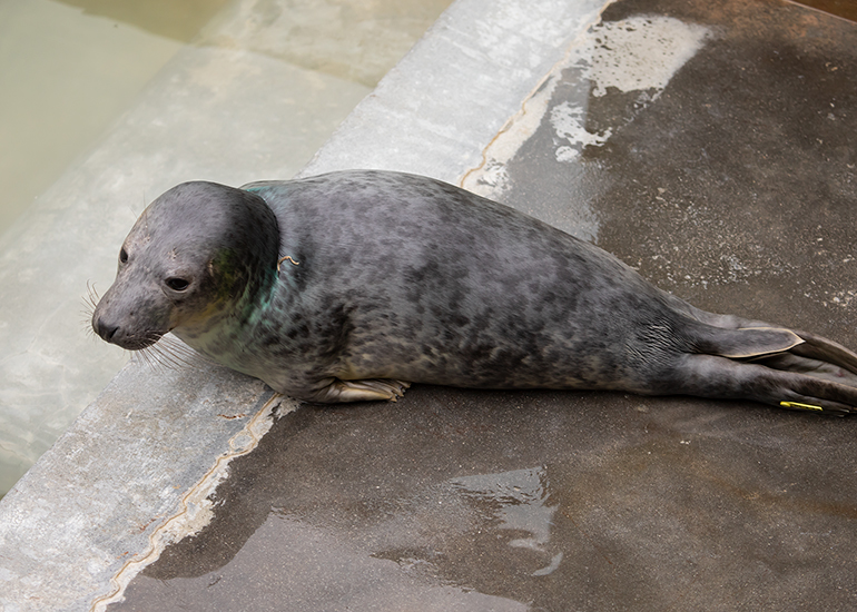 Joker, rescued seal pup