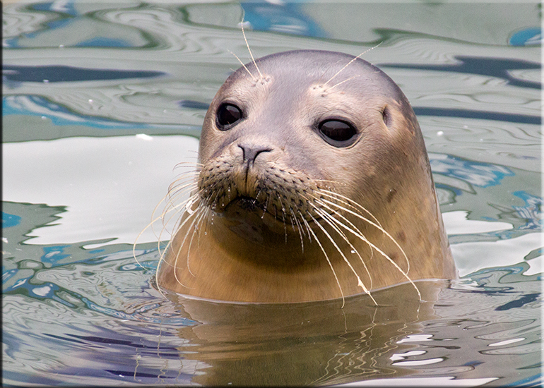 Joy - photo taken on 21st January 2017