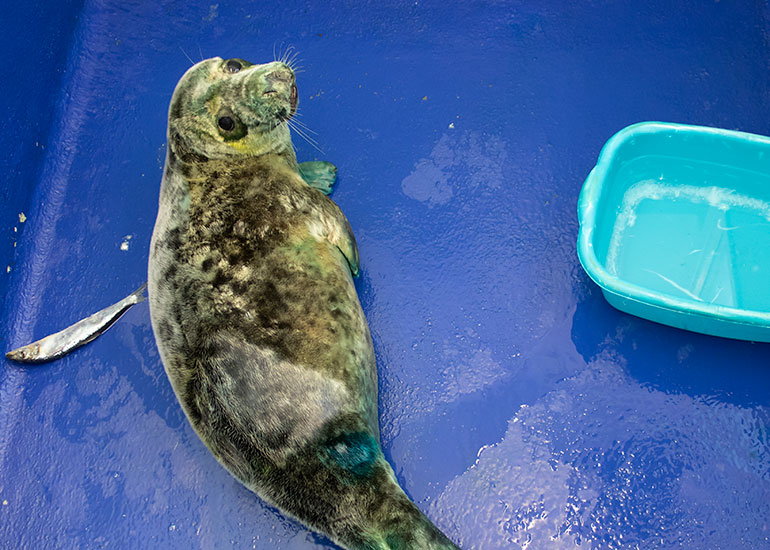 Joy Division, rescued seal pup