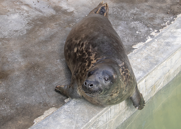 Joy Division, rescued seal pup