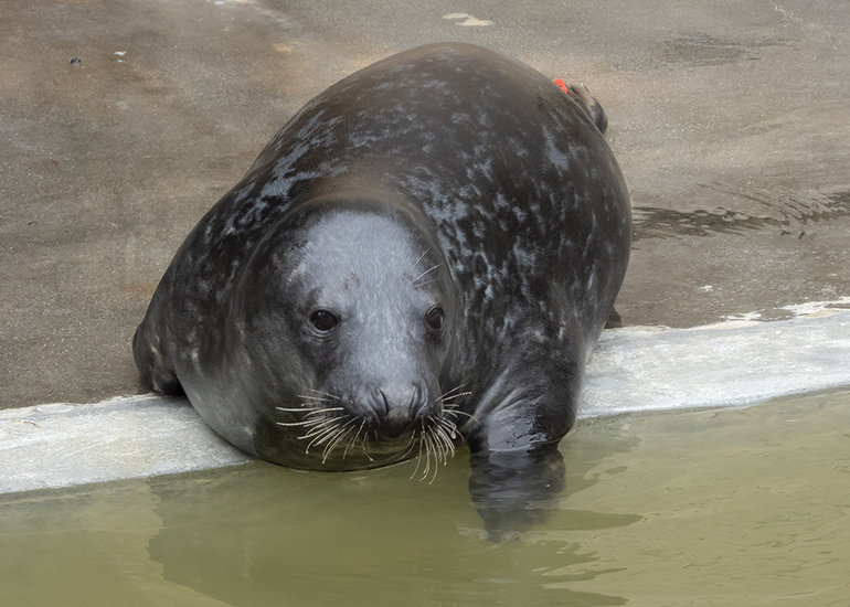 Joy Division, rescued seal pup
