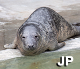 JP