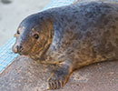Jubilee, a rescued grey seal pup from the 2014/15 season