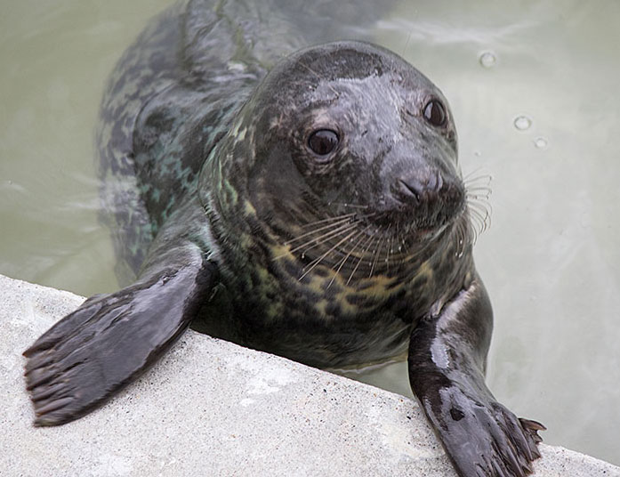 Jumanji a rescued grey seal pup from the 2015/16 season