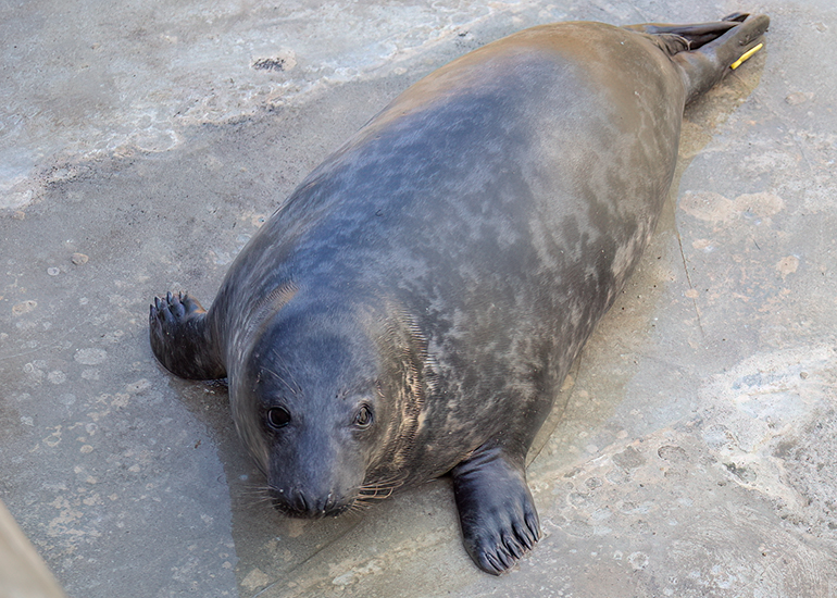 Karl Pilkington