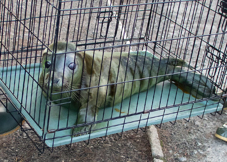 Karma Chameleon, rescued seal pup