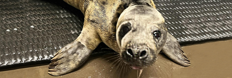  Photo credit - BDMLR Seal Hospital team