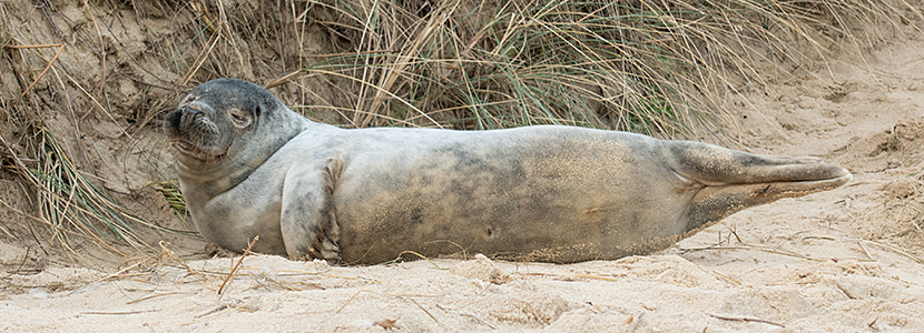 Seals on beach